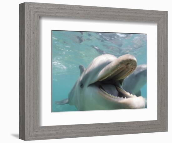 Bottlenose Dolphin Opening Mouth-Stuart Westmorland-Framed Photographic Print