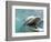 Bottlenose Dolphin Opening Mouth-Stuart Westmorland-Framed Photographic Print