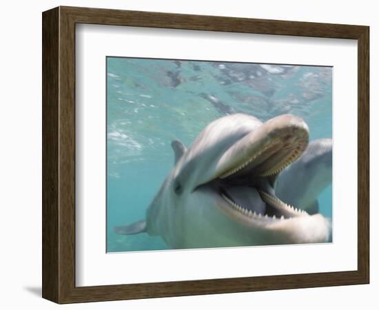 Bottlenose Dolphin Opening Mouth-Stuart Westmorland-Framed Photographic Print