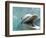 Bottlenose Dolphin Opening Mouth-Stuart Westmorland-Framed Photographic Print