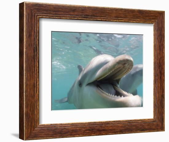 Bottlenose Dolphin Opening Mouth-Stuart Westmorland-Framed Photographic Print