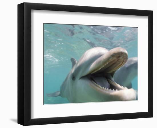 Bottlenose Dolphin Opening Mouth-Stuart Westmorland-Framed Photographic Print