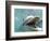 Bottlenose Dolphin Opening Mouth-Stuart Westmorland-Framed Photographic Print