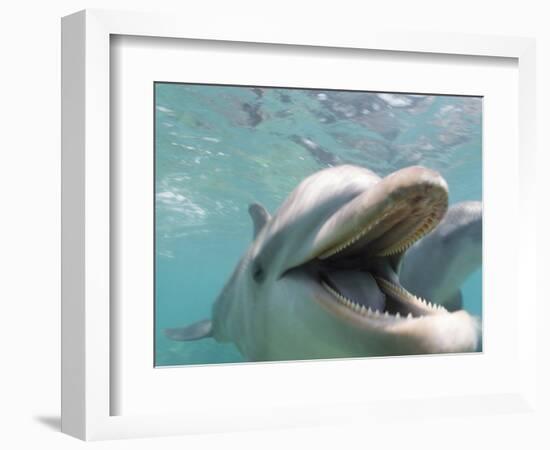 Bottlenose Dolphin Opening Mouth-Stuart Westmorland-Framed Photographic Print