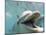 Bottlenose Dolphin Opening Mouth-Stuart Westmorland-Mounted Photographic Print