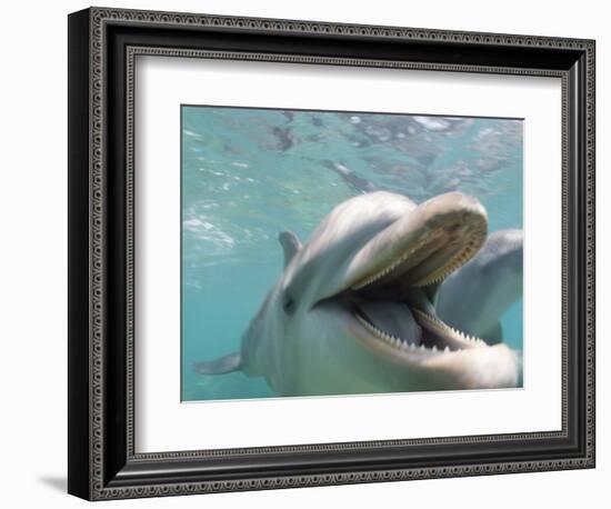 Bottlenose Dolphin Opening Mouth-Stuart Westmorland-Framed Photographic Print