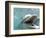 Bottlenose Dolphin Opening Mouth-Stuart Westmorland-Framed Photographic Print