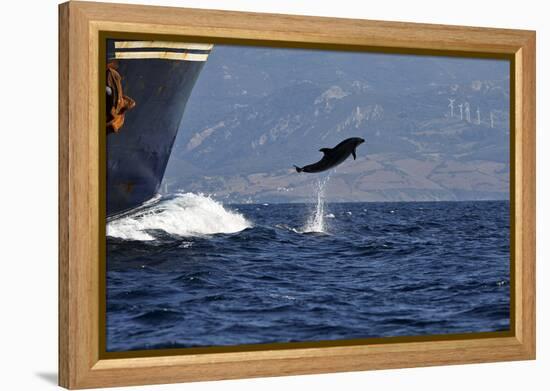 Bottlenose Dolphin Playing-null-Framed Premier Image Canvas