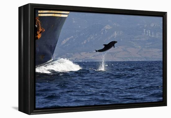 Bottlenose Dolphin Playing-null-Framed Premier Image Canvas