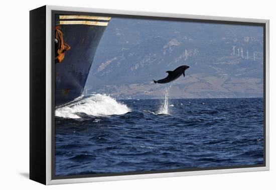 Bottlenose Dolphin Playing-null-Framed Premier Image Canvas