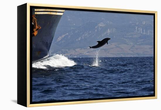Bottlenose Dolphin Playing-null-Framed Premier Image Canvas