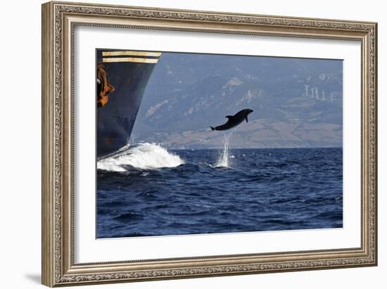 Bottlenose Dolphin Playing-null-Framed Photographic Print