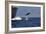 Bottlenose Dolphin Playing-null-Framed Photographic Print