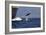 Bottlenose Dolphin Playing-null-Framed Photographic Print