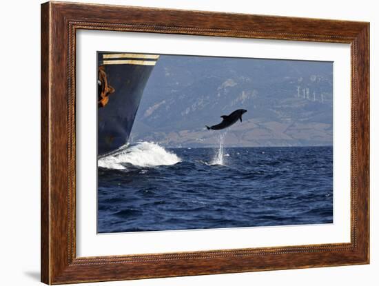 Bottlenose Dolphin Playing-null-Framed Photographic Print