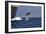 Bottlenose Dolphin Playing-null-Framed Photographic Print