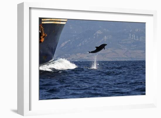 Bottlenose Dolphin Playing-null-Framed Photographic Print