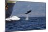 Bottlenose Dolphin Playing-null-Mounted Photographic Print