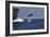 Bottlenose Dolphin Playing-null-Framed Photographic Print