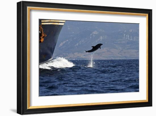 Bottlenose Dolphin Playing-null-Framed Photographic Print