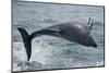 Bottlenose dolphin porpoising, Sado Estuary, Portugal-Pedro Narra-Mounted Photographic Print