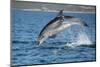 Bottlenose dolphin porpoising, Sado Estuary, Portugal-Pedro Narra-Mounted Photographic Print