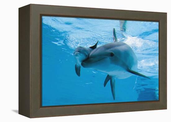 Bottlenose Dolphin Recently Born Calf Swims with Mother-Augusto Leandro Stanzani-Framed Premier Image Canvas