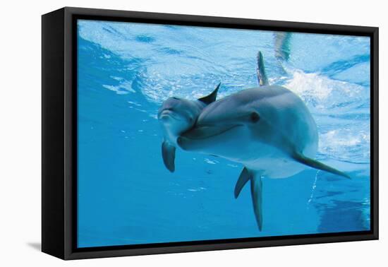 Bottlenose Dolphin Recently Born Calf Swims with Mother-Augusto Leandro Stanzani-Framed Premier Image Canvas