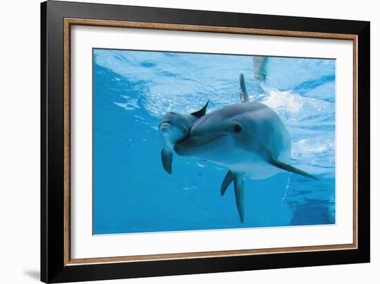 Bottlenose Dolphin Recently Born Calf Swims with Mother-Augusto Leandro Stanzani-Framed Photographic Print