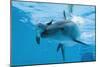 Bottlenose Dolphin Recently Born Calf Swims with Mother-Augusto Leandro Stanzani-Mounted Photographic Print