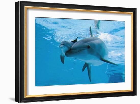 Bottlenose Dolphin Recently Born Calf Swims with Mother-Augusto Leandro Stanzani-Framed Photographic Print