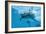 Bottlenose Dolphin Recently Born Calf Swims with Mother-Augusto Leandro Stanzani-Framed Photographic Print