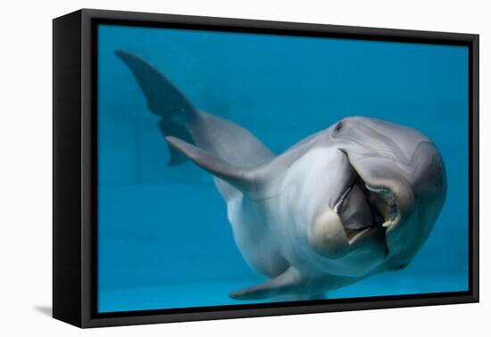 Bottlenose Dolphin Swimming on Side Underwater-Augusto Leandro Stanzani-Framed Premier Image Canvas