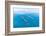 Bottlenose dolphin swimming towards sea surface, Mexico-Claudio Contreras-Framed Photographic Print