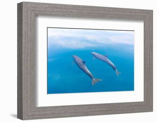 Bottlenose dolphin swimming towards sea surface, Mexico-Claudio Contreras-Framed Photographic Print