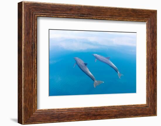 Bottlenose dolphin swimming towards sea surface, Mexico-Claudio Contreras-Framed Photographic Print