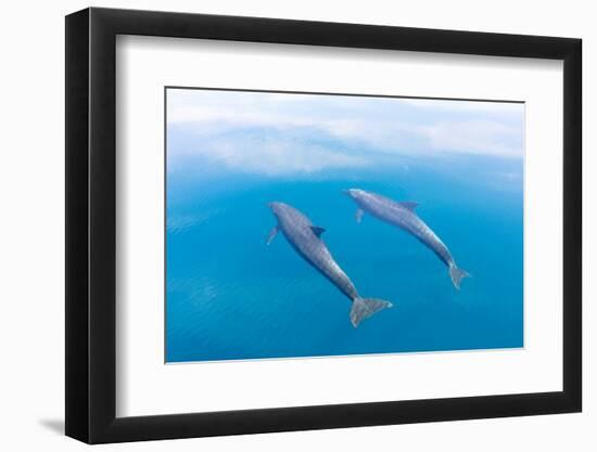 Bottlenose dolphin swimming towards sea surface, Mexico-Claudio Contreras-Framed Photographic Print