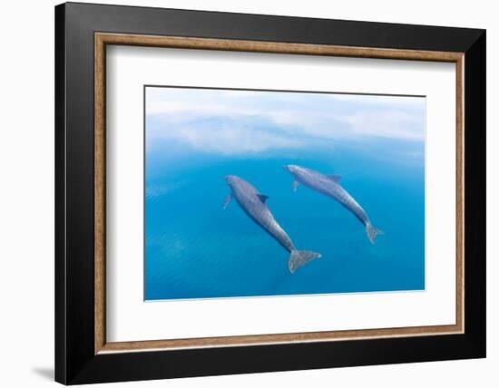 Bottlenose dolphin swimming towards sea surface, Mexico-Claudio Contreras-Framed Photographic Print