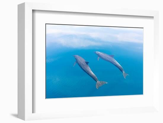 Bottlenose dolphin swimming towards sea surface, Mexico-Claudio Contreras-Framed Photographic Print