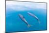 Bottlenose dolphin swimming towards sea surface, Mexico-Claudio Contreras-Mounted Photographic Print
