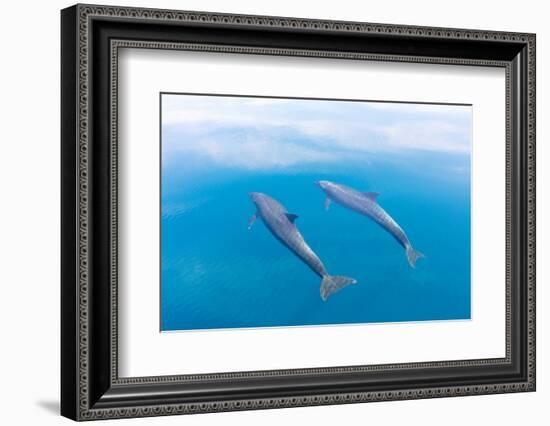 Bottlenose dolphin swimming towards sea surface, Mexico-Claudio Contreras-Framed Photographic Print