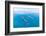 Bottlenose dolphin swimming towards sea surface, Mexico-Claudio Contreras-Framed Photographic Print