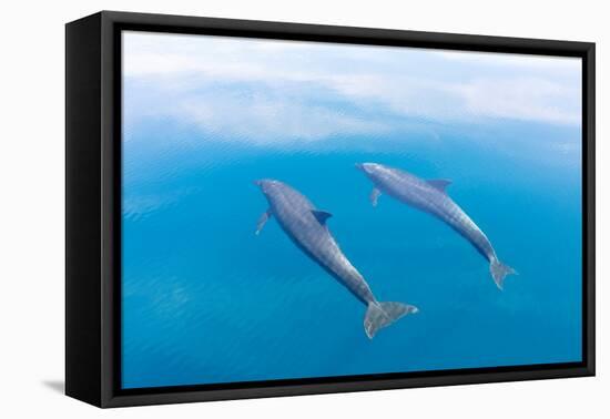 Bottlenose dolphin swimming towards sea surface, Mexico-Claudio Contreras-Framed Premier Image Canvas