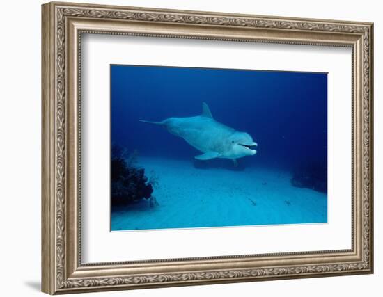 Bottlenose Dolphin Swimming (Tursiops Truncatus).-Reinhard Dirscherl-Framed Photographic Print