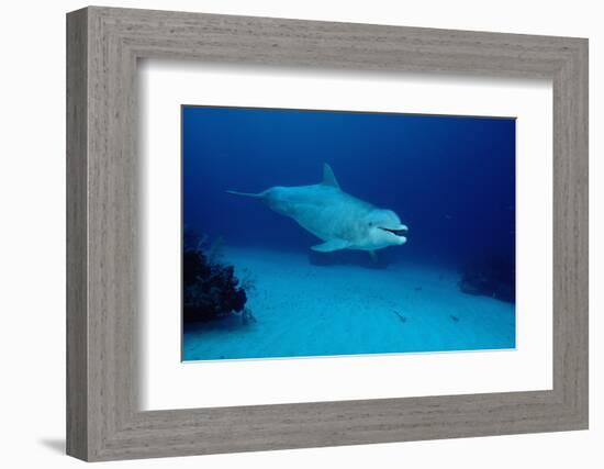 Bottlenose Dolphin Swimming (Tursiops Truncatus).-Reinhard Dirscherl-Framed Photographic Print