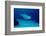 Bottlenose Dolphin Swimming (Tursiops Truncatus).-Reinhard Dirscherl-Framed Photographic Print