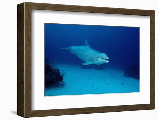 Bottlenose Dolphin Swimming (Tursiops Truncatus).-Reinhard Dirscherl-Framed Photographic Print