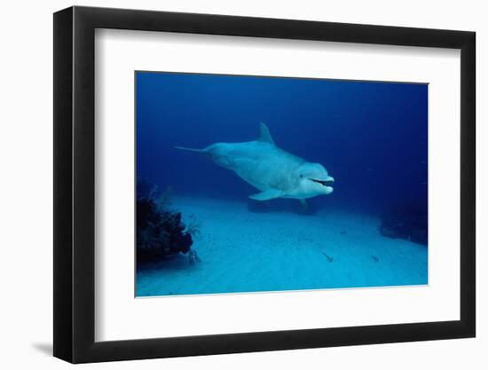 Bottlenose Dolphin Swimming (Tursiops Truncatus).-Reinhard Dirscherl-Framed Photographic Print