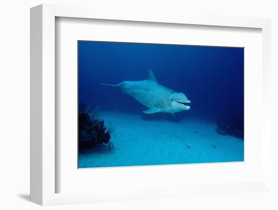 Bottlenose Dolphin Swimming (Tursiops Truncatus).-Reinhard Dirscherl-Framed Photographic Print