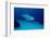 Bottlenose Dolphin Swimming (Tursiops Truncatus).-Reinhard Dirscherl-Framed Photographic Print